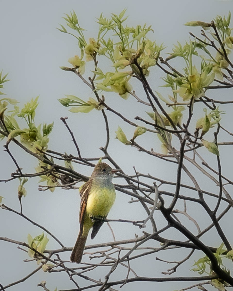 Great Crested Flycatcher - ML618734425