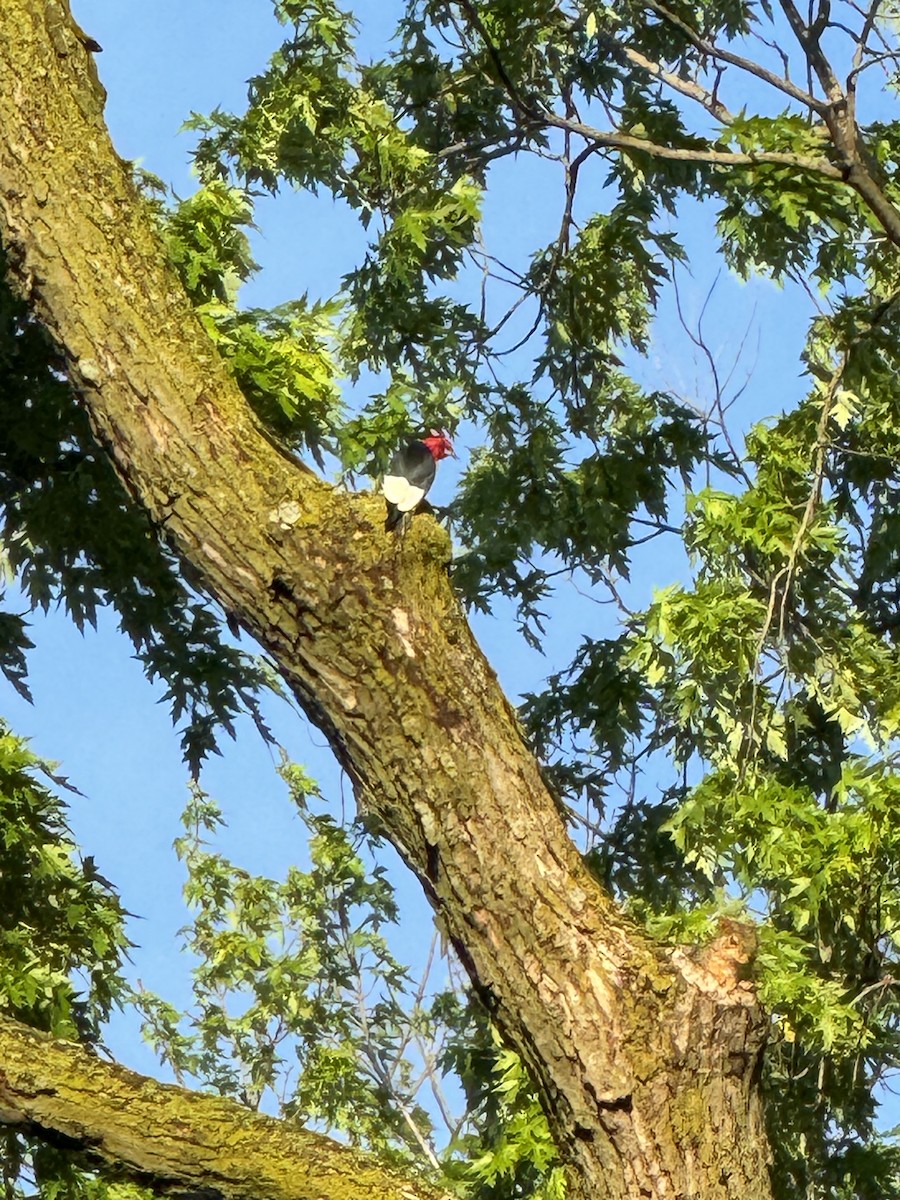 Red-headed Woodpecker - ML618734428