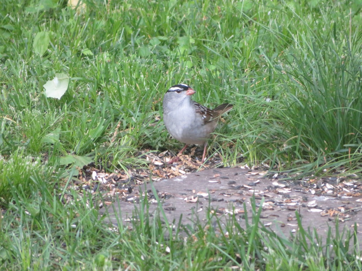 White-crowned Sparrow - ML618734469