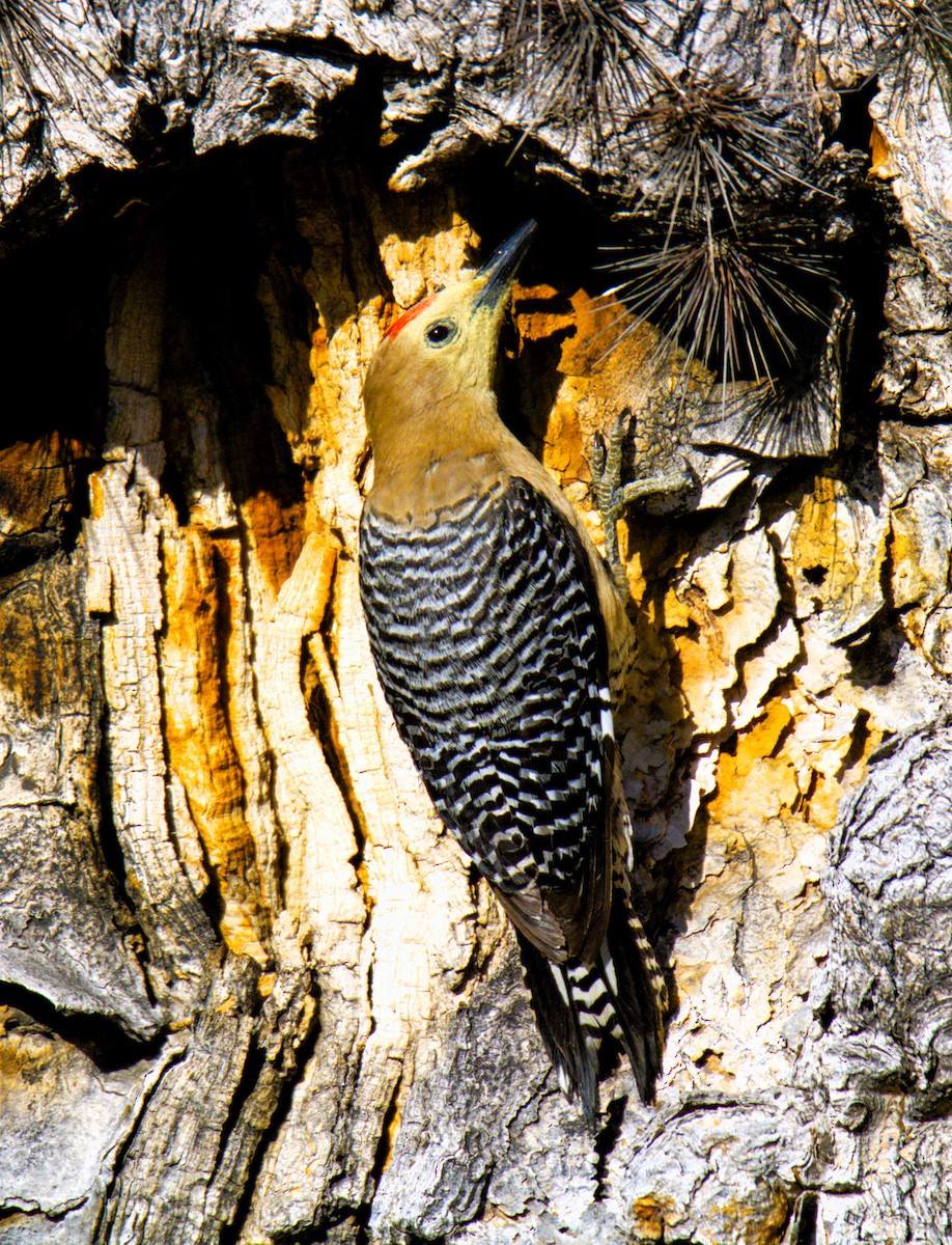 Gila Woodpecker - ML618734474