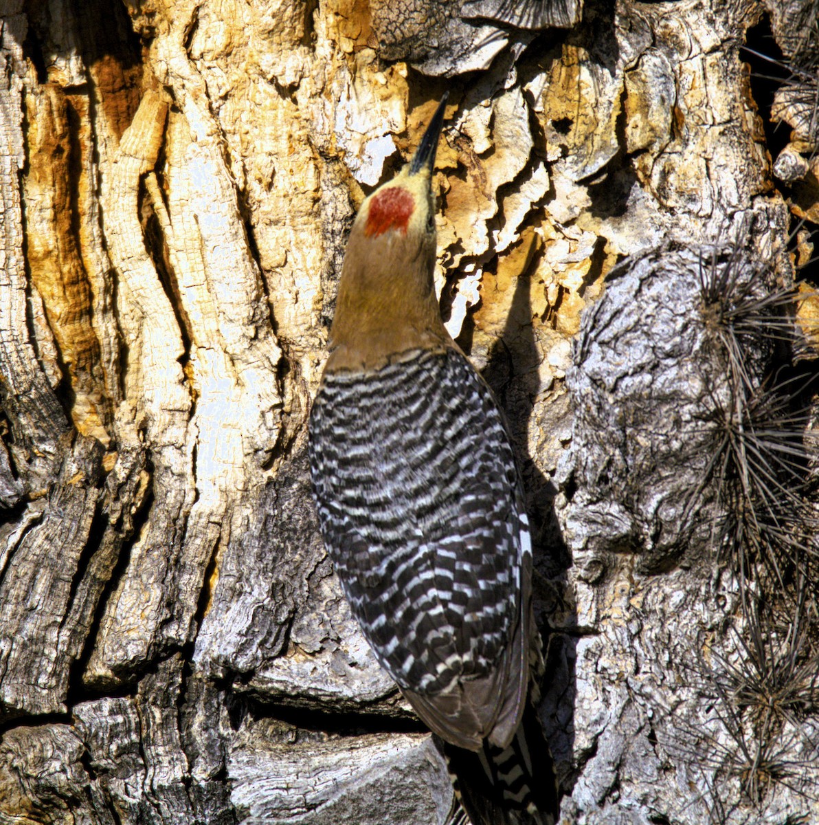Gila Woodpecker - ML618734475