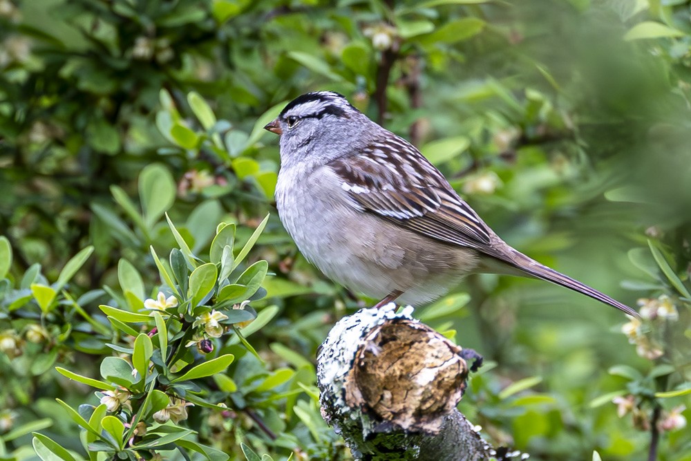 White-crowned Sparrow - ML618734504