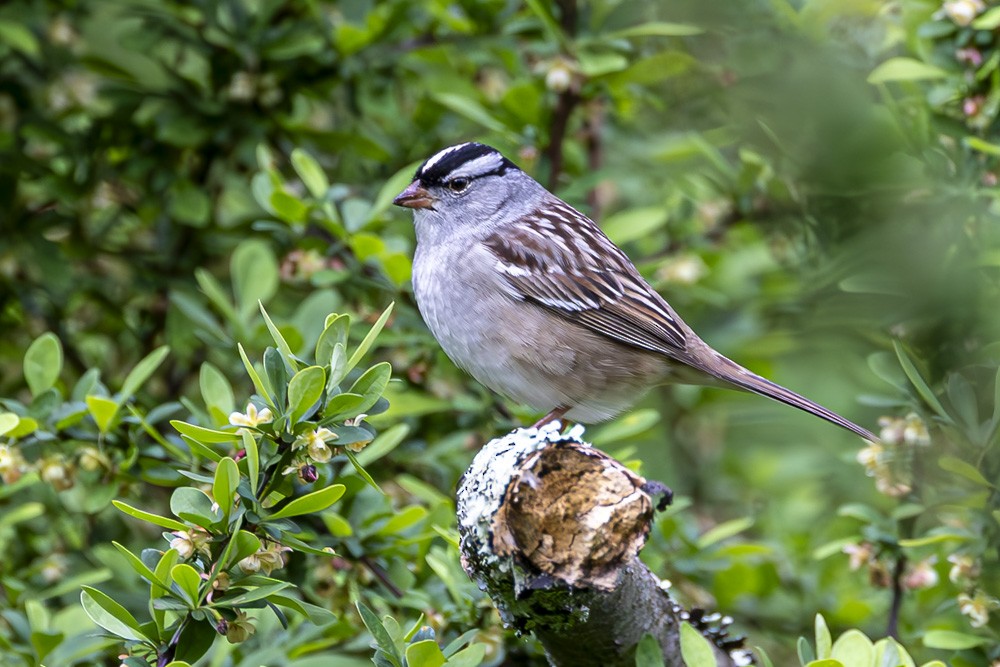 White-crowned Sparrow - ML618734505