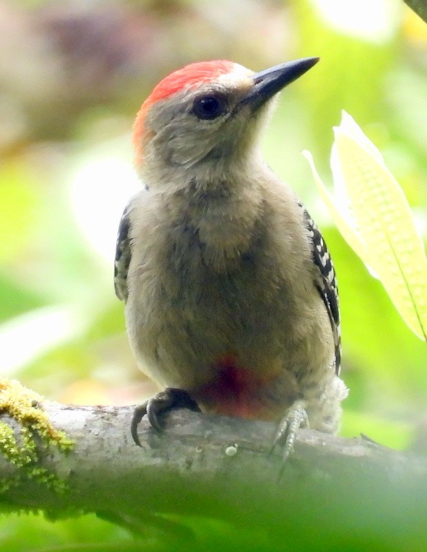 Red-crowned Woodpecker - ML618734510