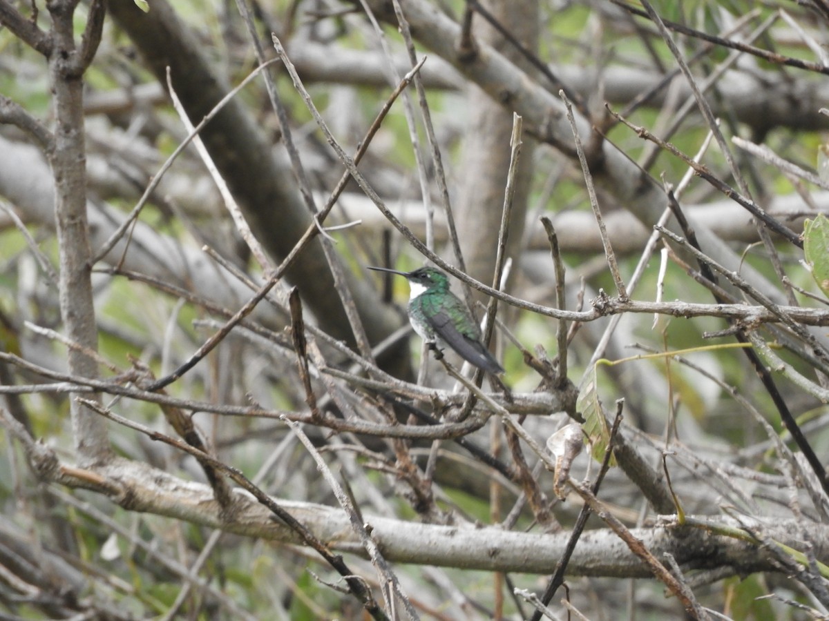 White-throated Hummingbird - ML618734514