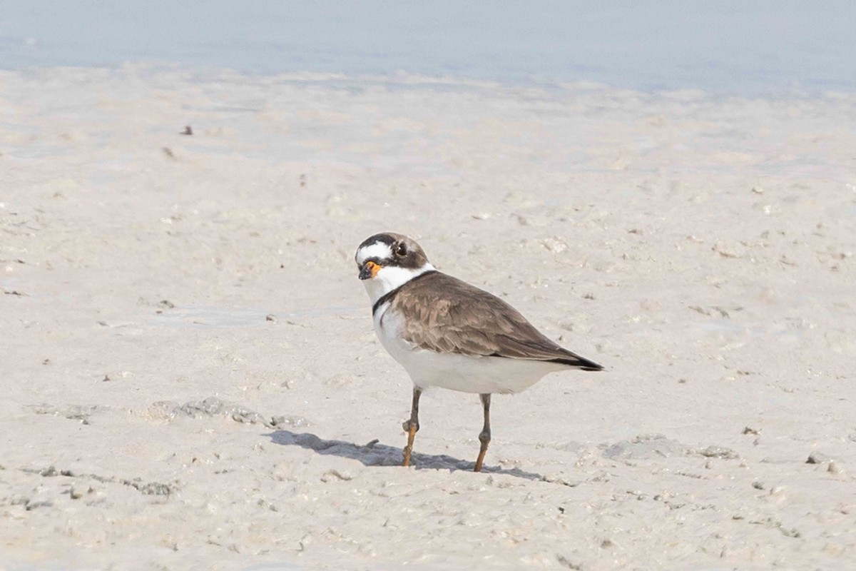 Semipalmated Plover - ML618734548