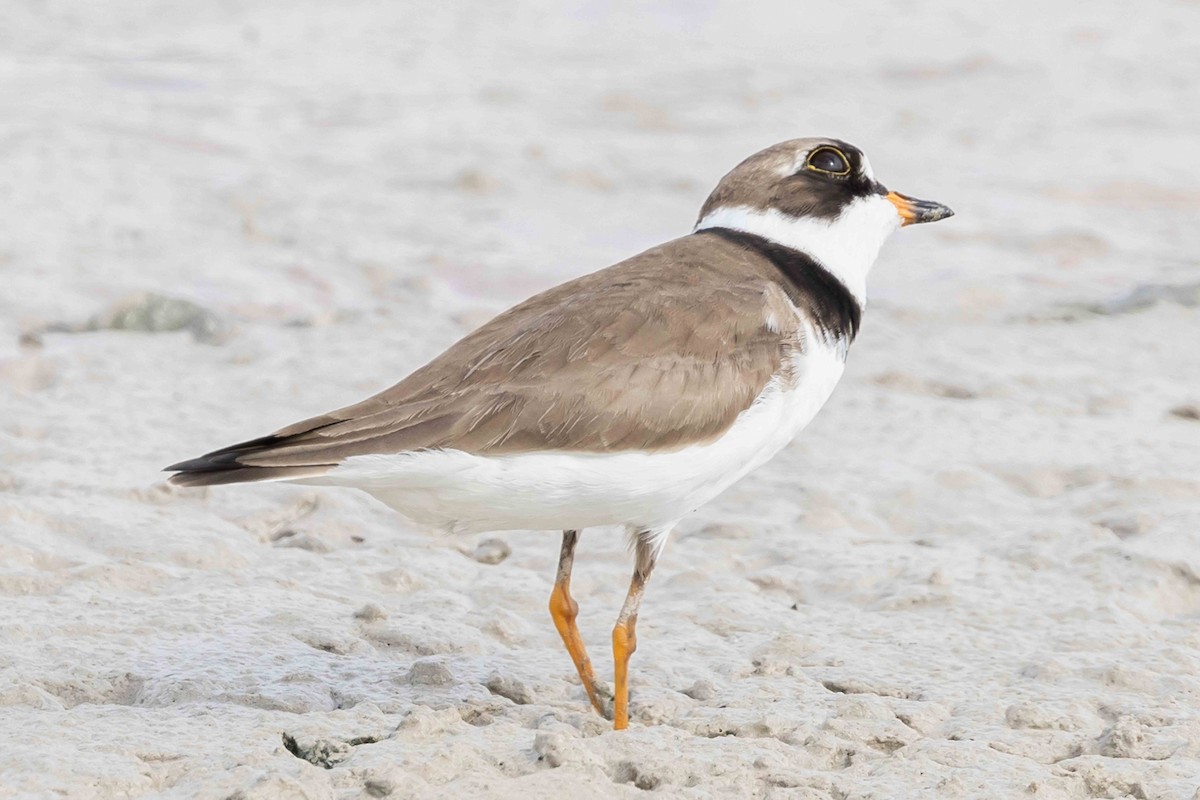 Semipalmated Plover - ML618734565