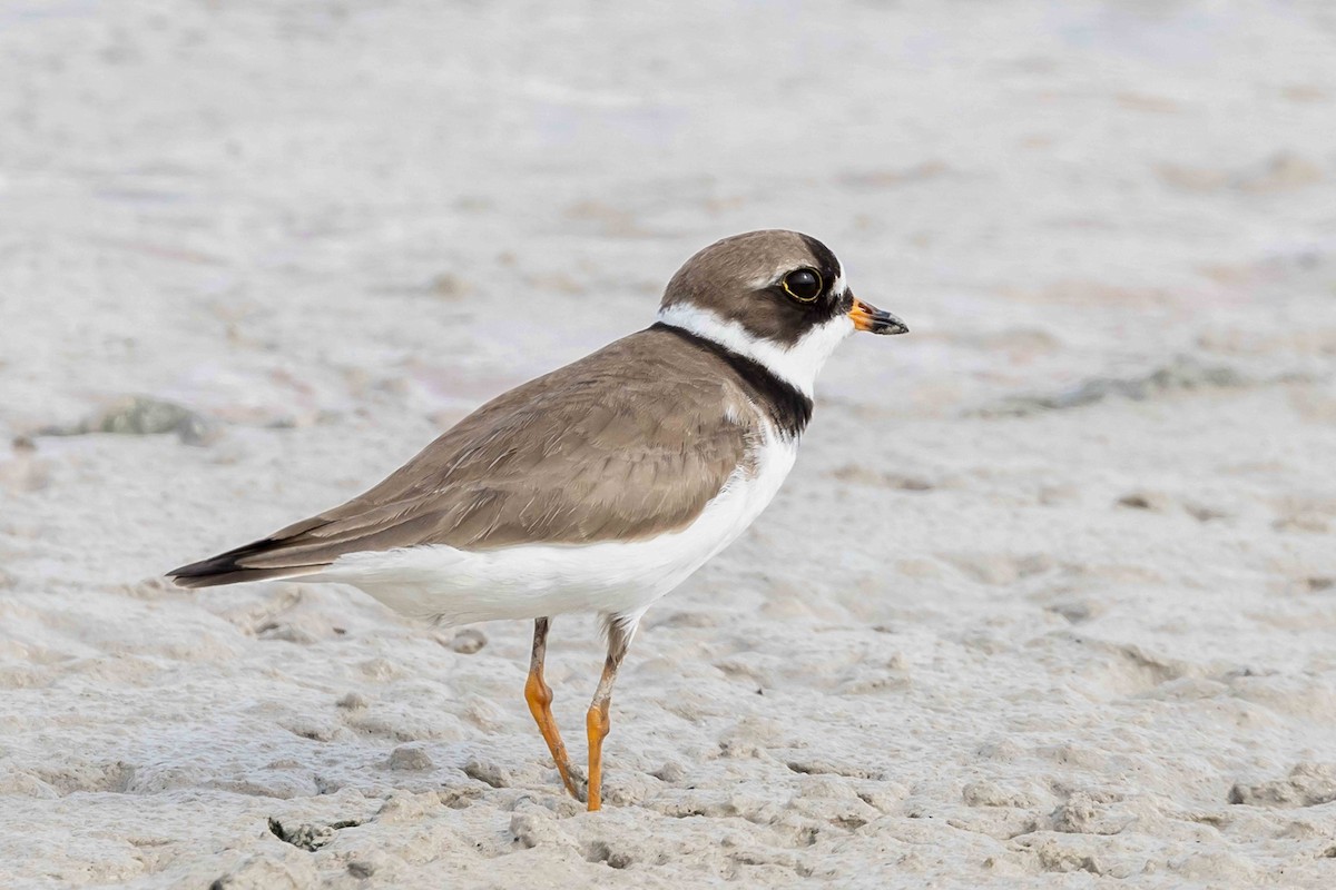 Semipalmated Plover - ML618734568