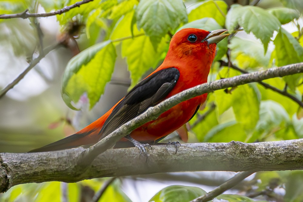 Scarlet Tanager - ML618734587