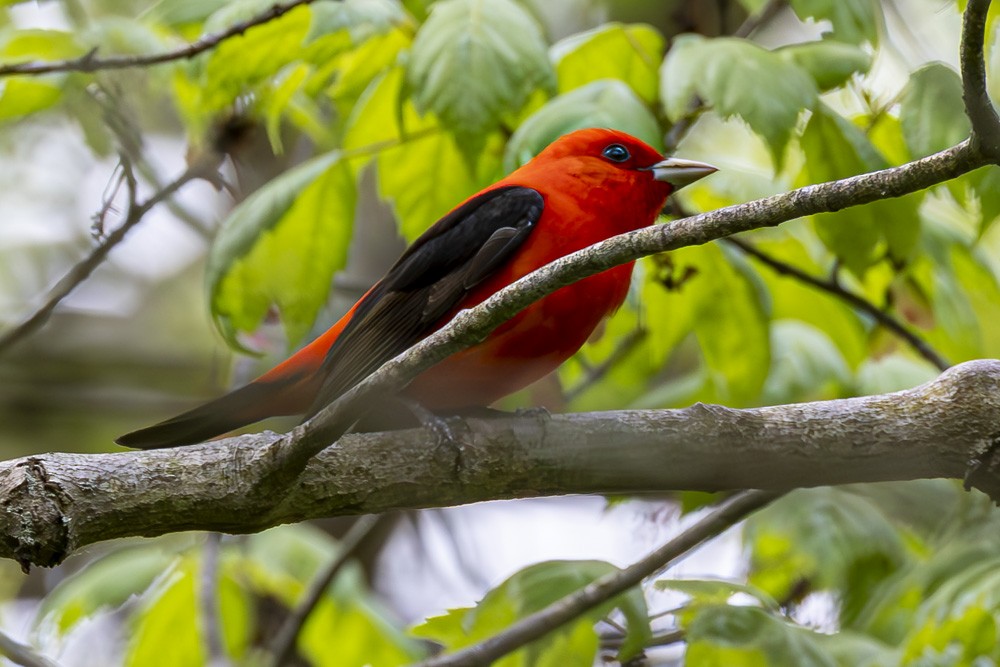Scarlet Tanager - ML618734588