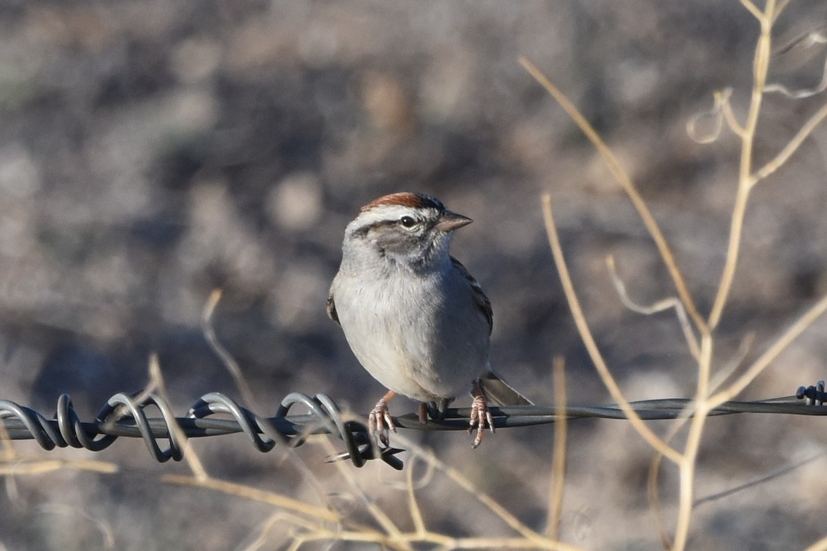 Chipping Sparrow - ML618734591