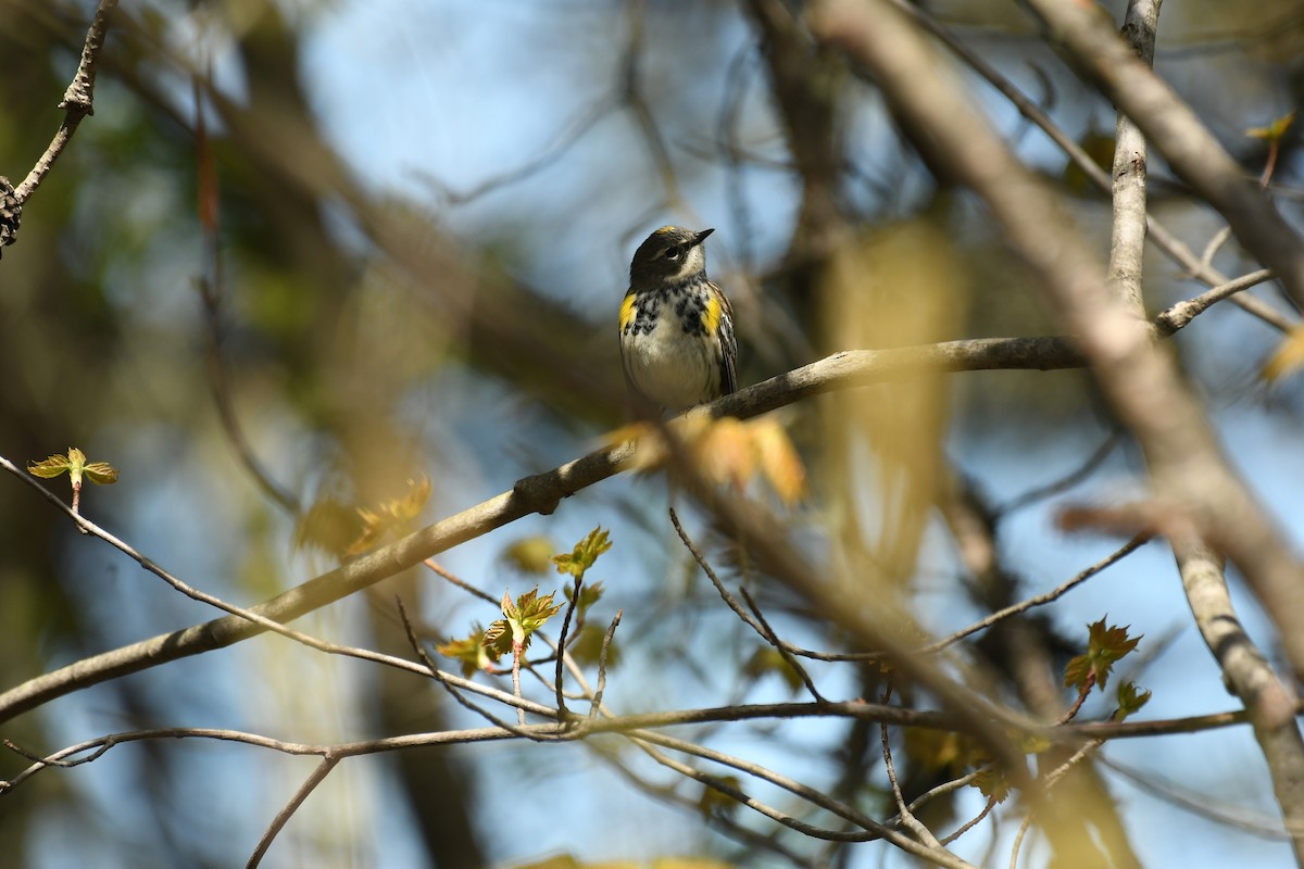 Yellow-rumped Warbler (Myrtle) - ML618734614