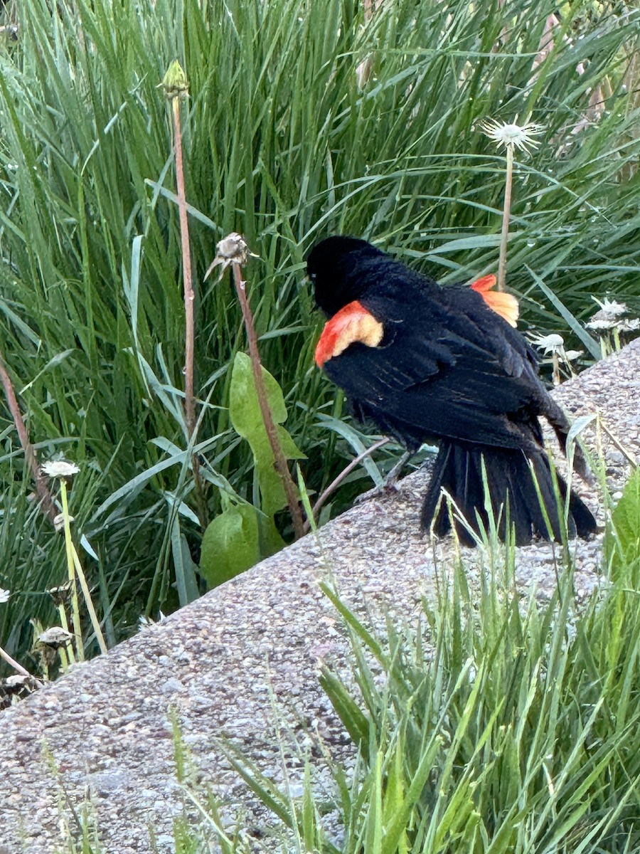 Red-winged Blackbird - ML618734624