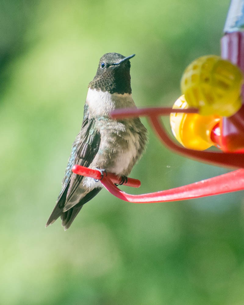 Ruby-throated Hummingbird - ML618734691