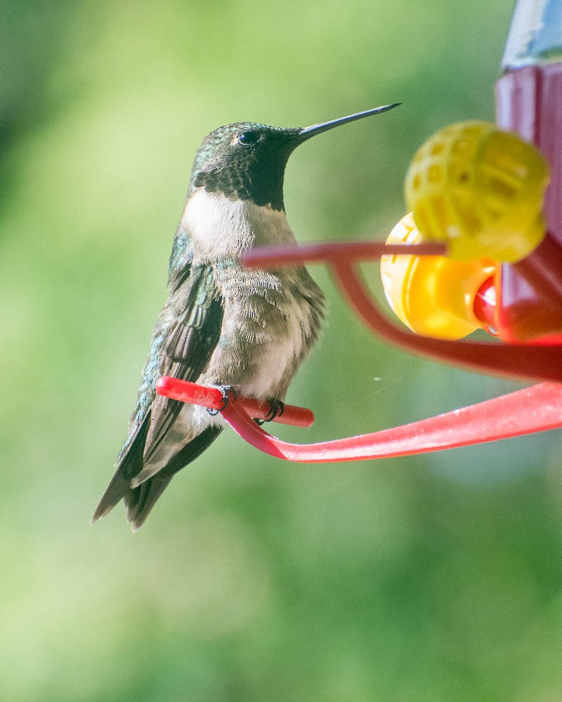 Ruby-throated Hummingbird - ML618734692