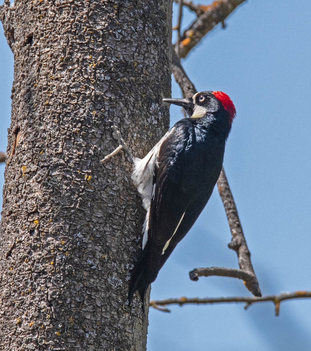 Acorn Woodpecker - ML618734694
