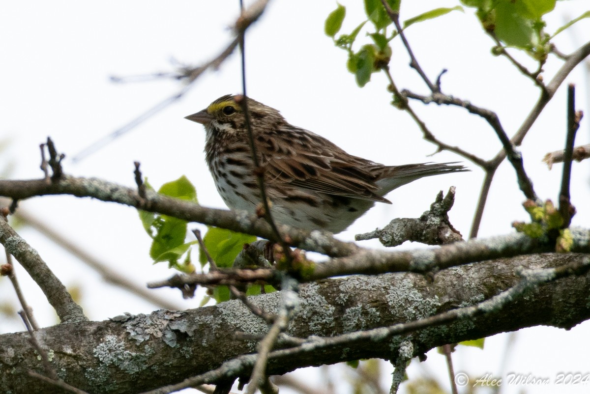 Savannah Sparrow - ML618734768