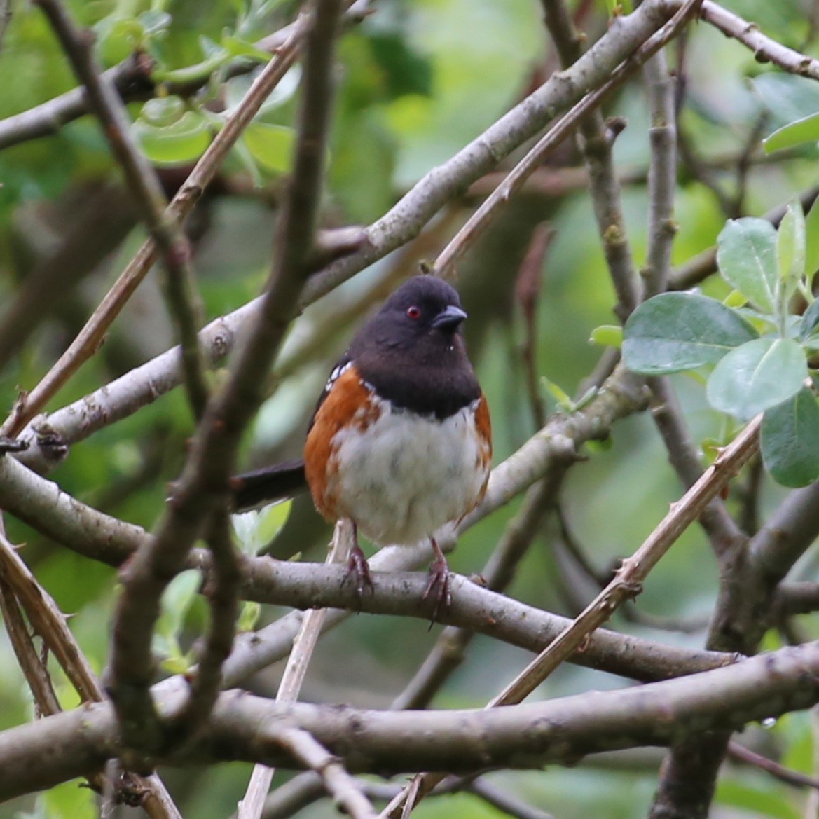 Spotted Towhee - ML618734771
