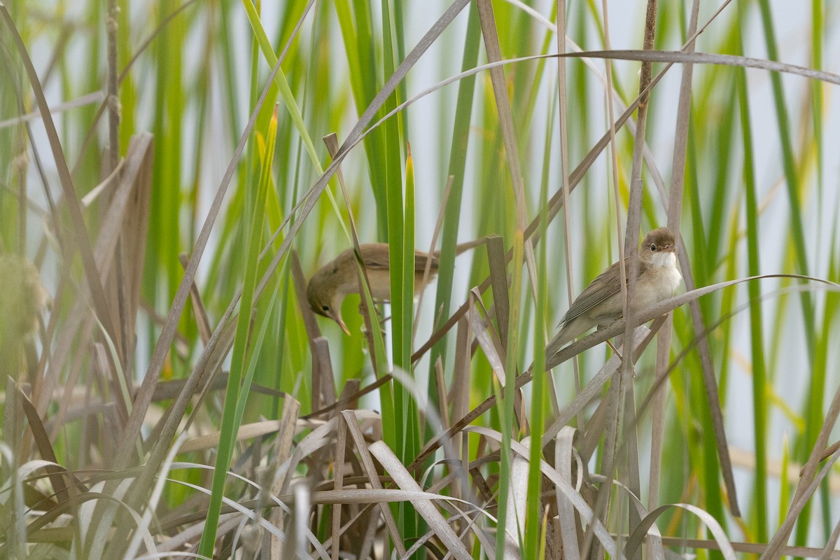 Common Reed Warbler - ML618734796