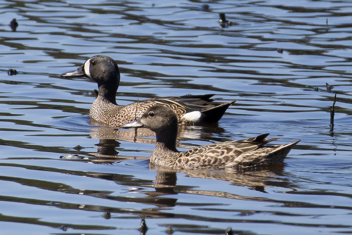 Blue-winged Teal - ML618734813