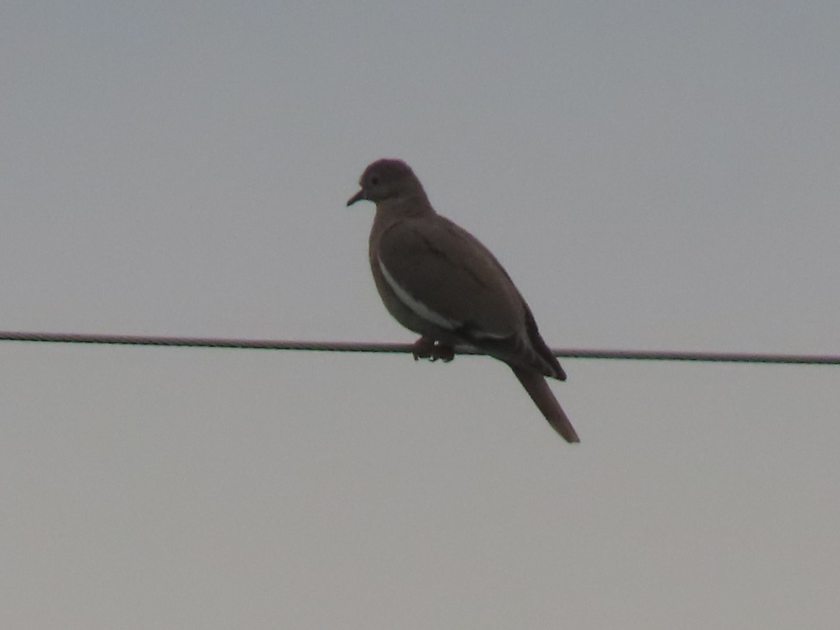 White-winged Dove - ML618734815