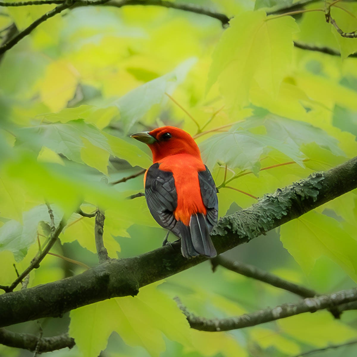 Scarlet Tanager - ML618734828