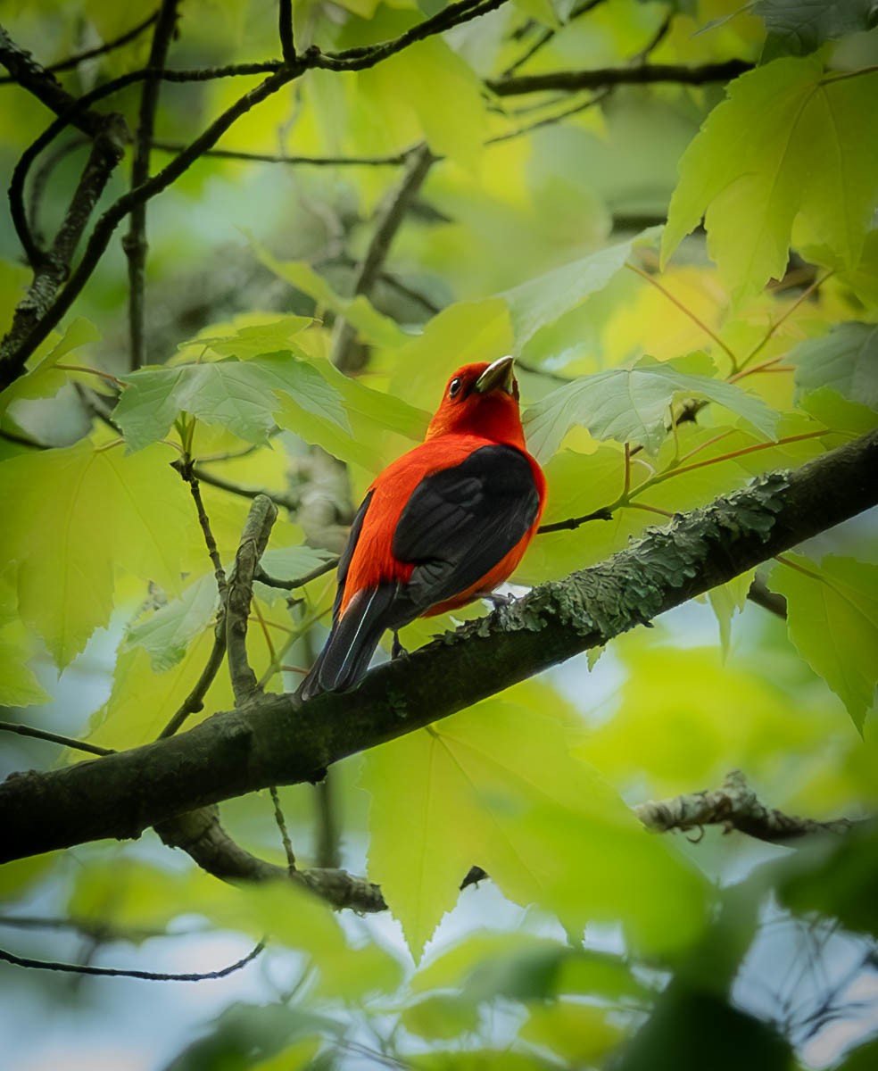 Scarlet Tanager - ML618734829