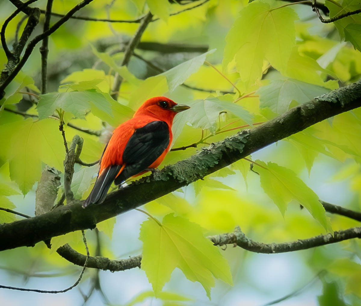 Scarlet Tanager - ML618734830