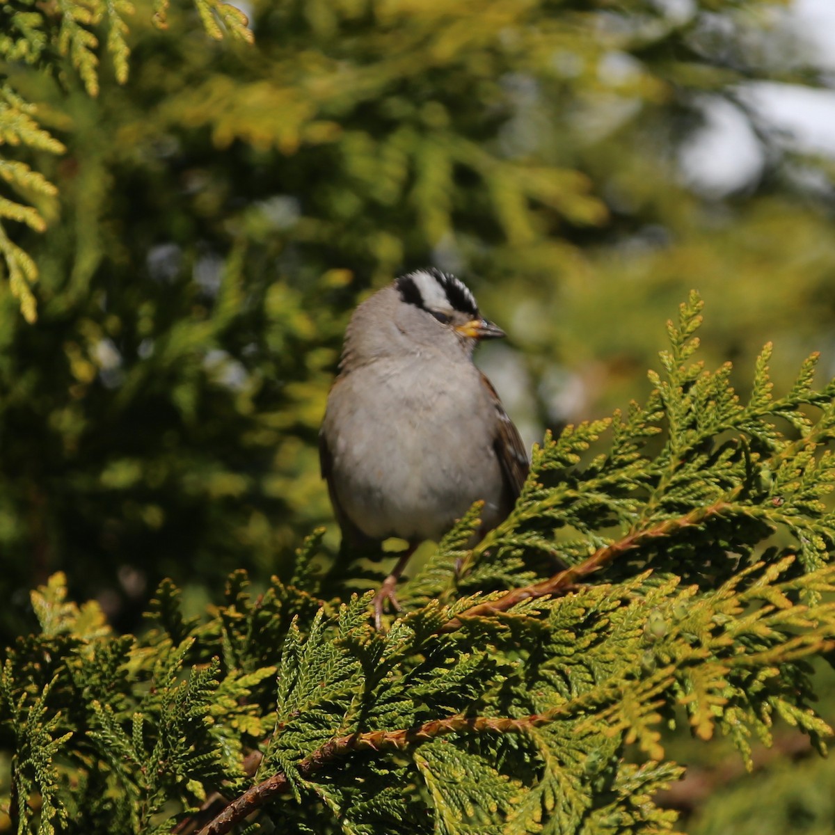 White-crowned Sparrow - ML618734834
