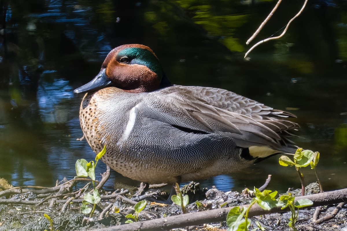 Green-winged Teal - ML618734848