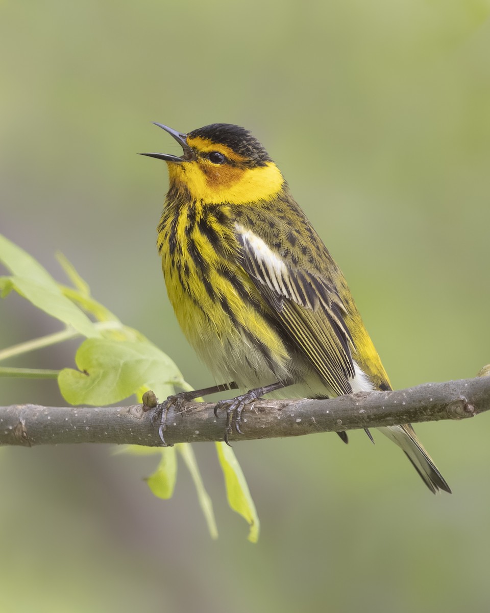 Cape May Warbler - ML618734854