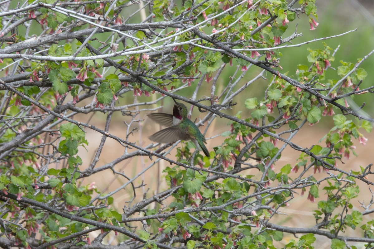 Broad-tailed Hummingbird - ML618734905