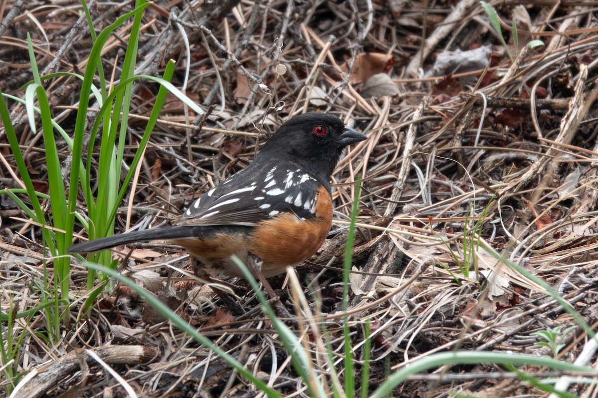 Spotted Towhee - ML618734920