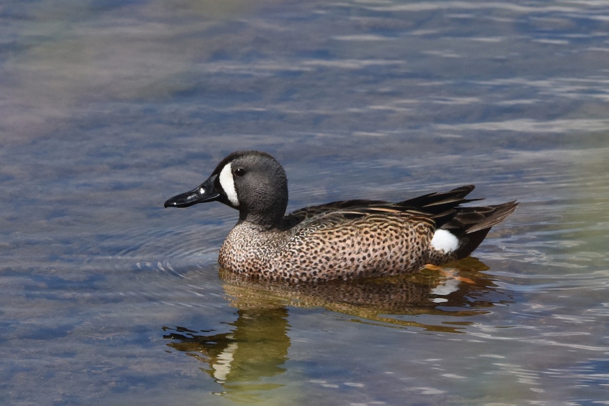 Blue-winged Teal - ML618734980