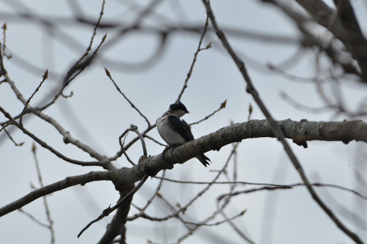 Tree Swallow - David Argent
