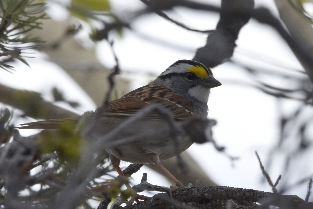 White-throated Sparrow - ML618735047