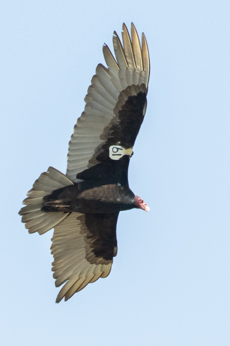Turkey Vulture - ML618735058