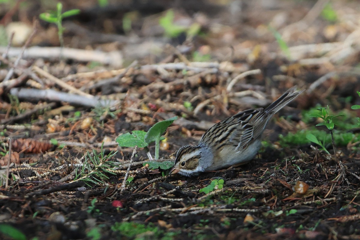Clay-colored Sparrow - ML618735059