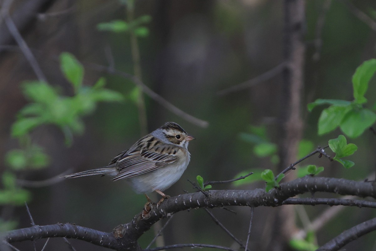 Clay-colored Sparrow - ML618735060