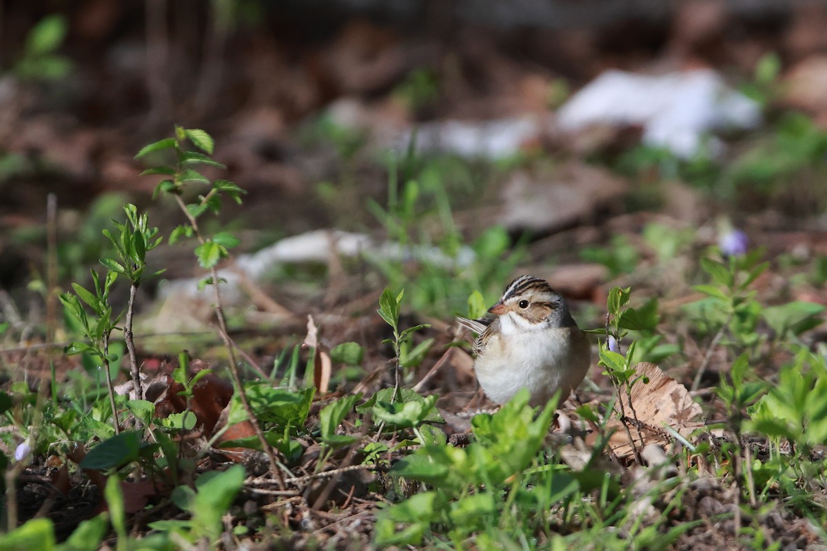 Clay-colored Sparrow - ML618735062