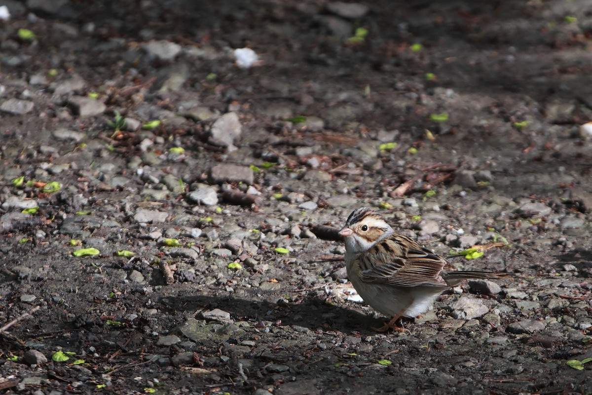 Clay-colored Sparrow - ML618735063