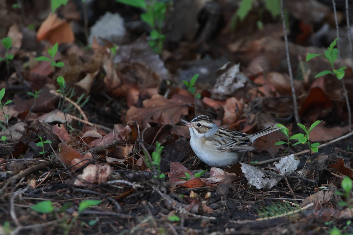 Clay-colored Sparrow - ML618735064