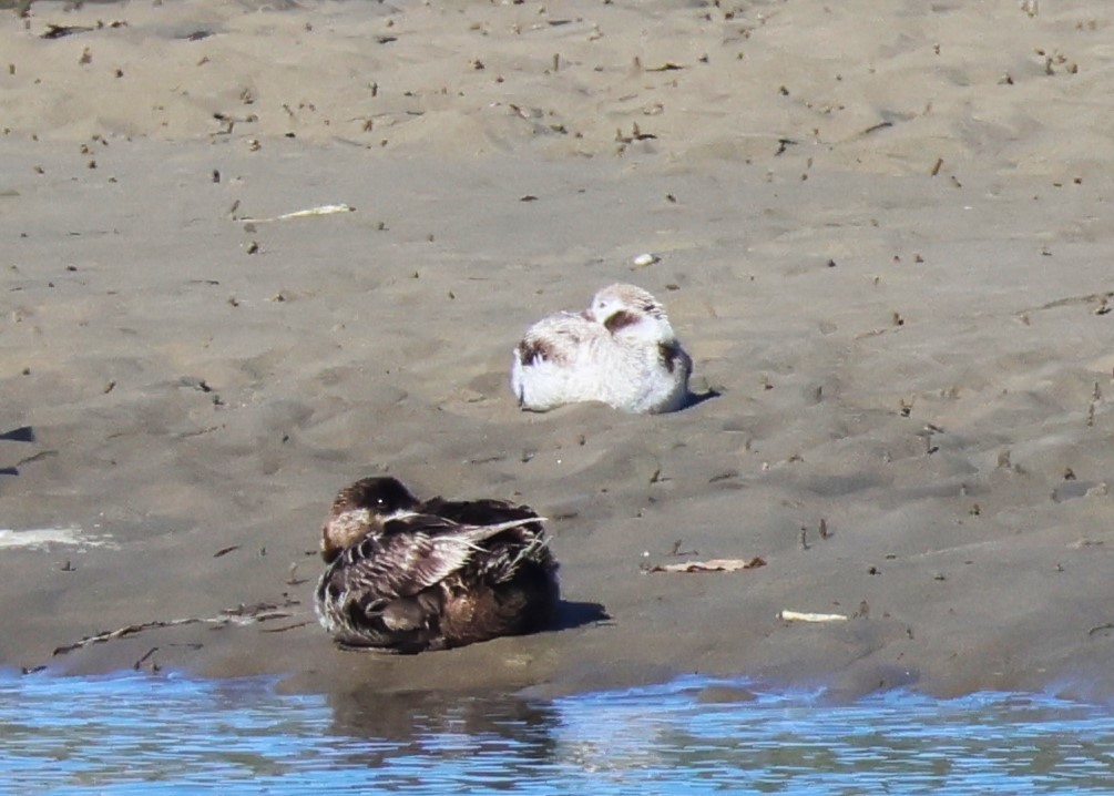 Long-tailed Duck - ML618735102