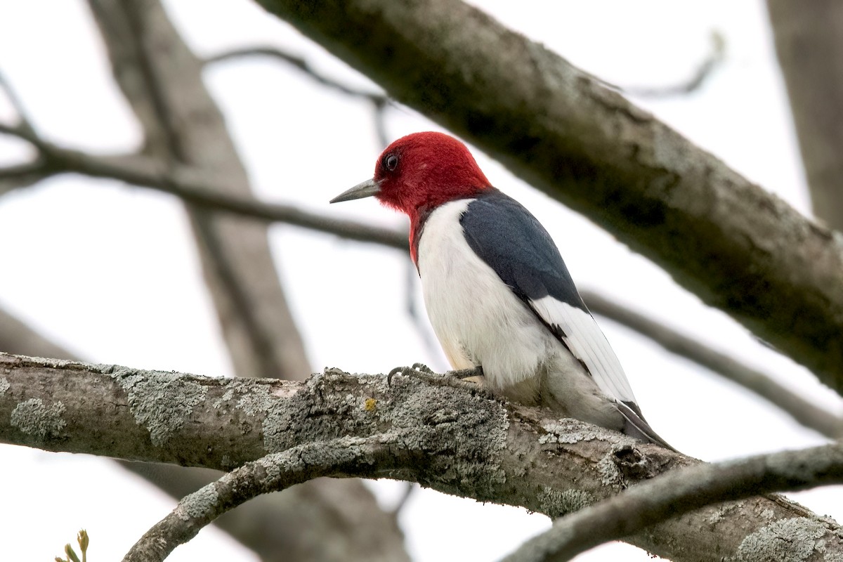 Red-headed Woodpecker - ML618735103