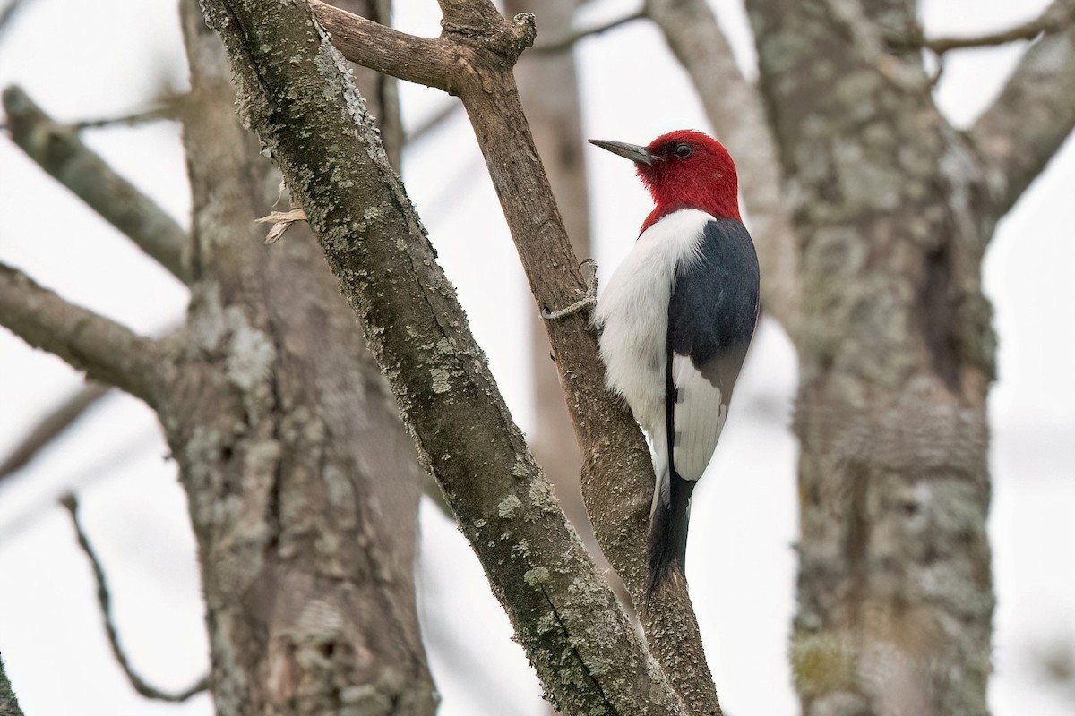 Red-headed Woodpecker - ML618735105