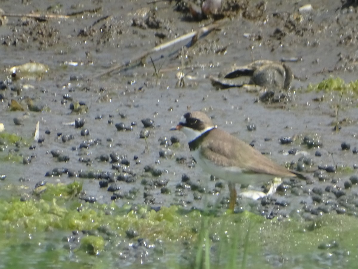 Semipalmated Plover - ML618735107