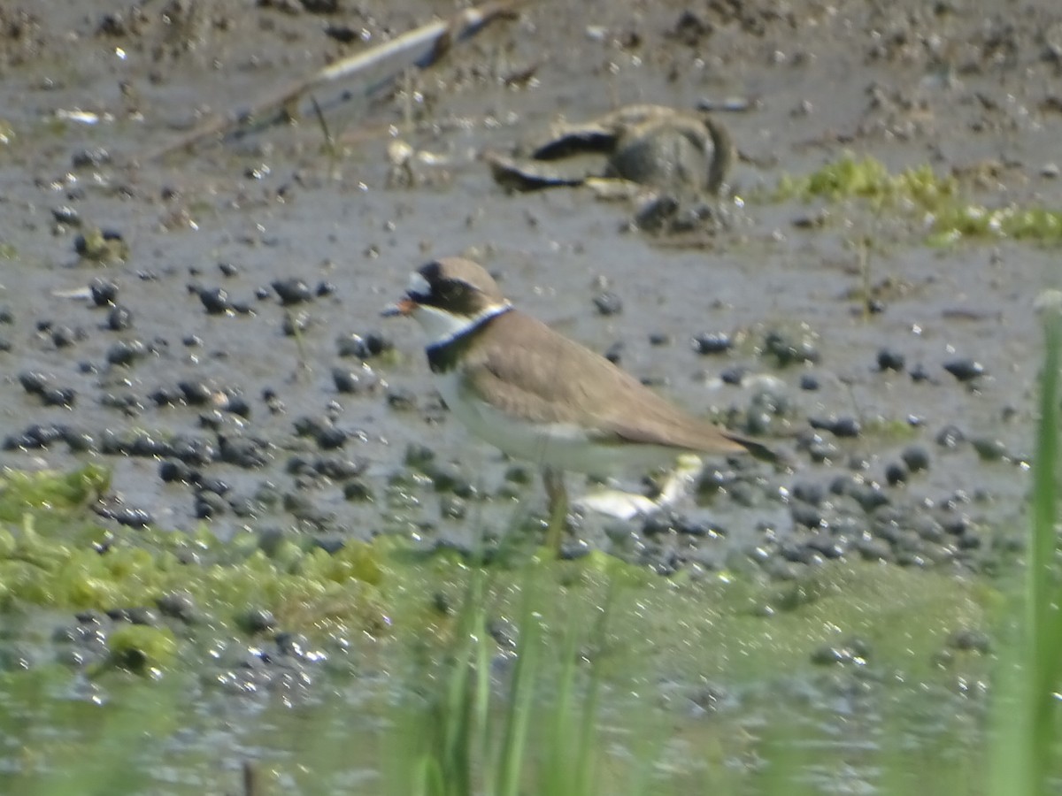 Semipalmated Plover - ML618735108