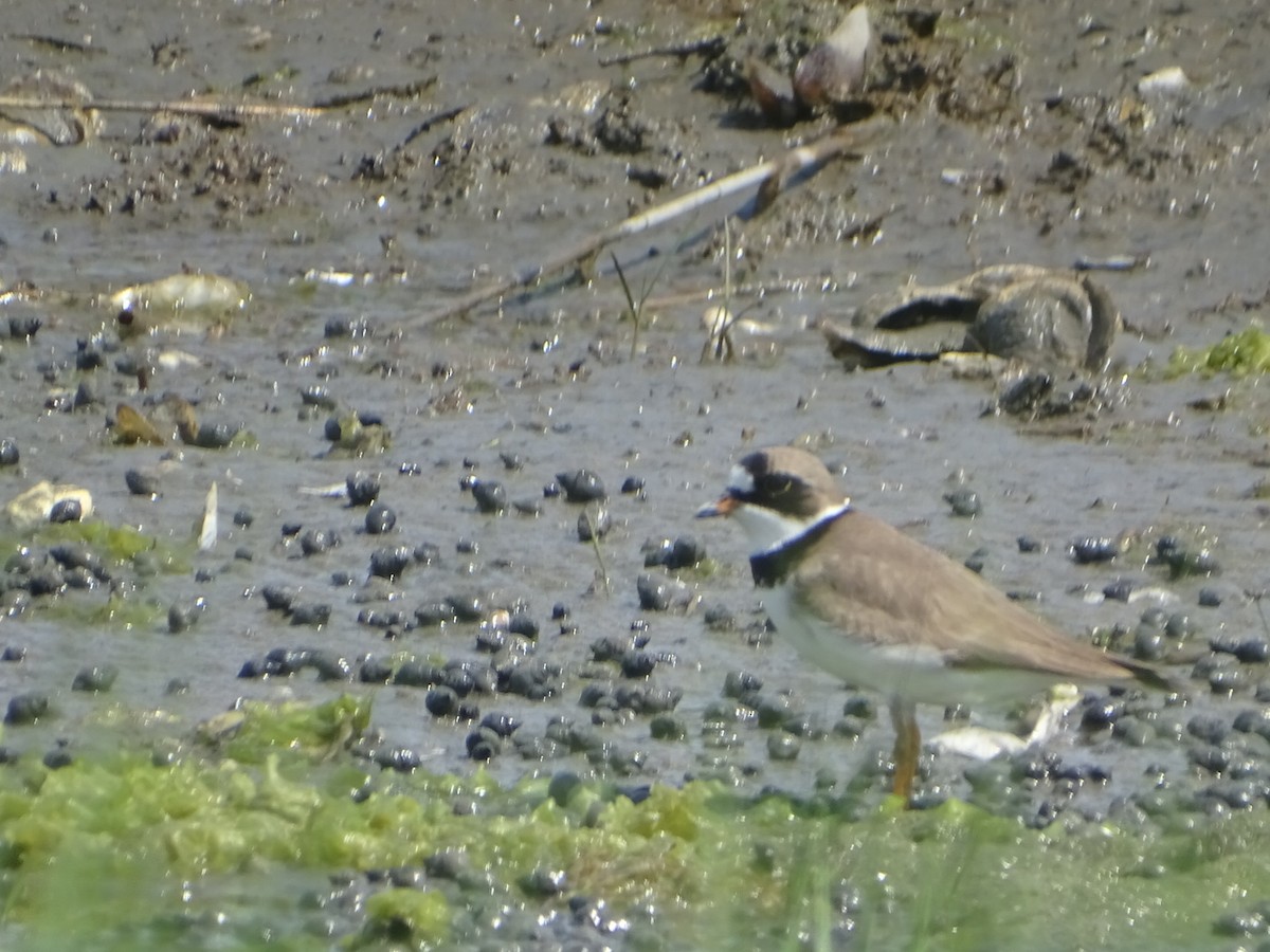 Semipalmated Plover - ML618735109
