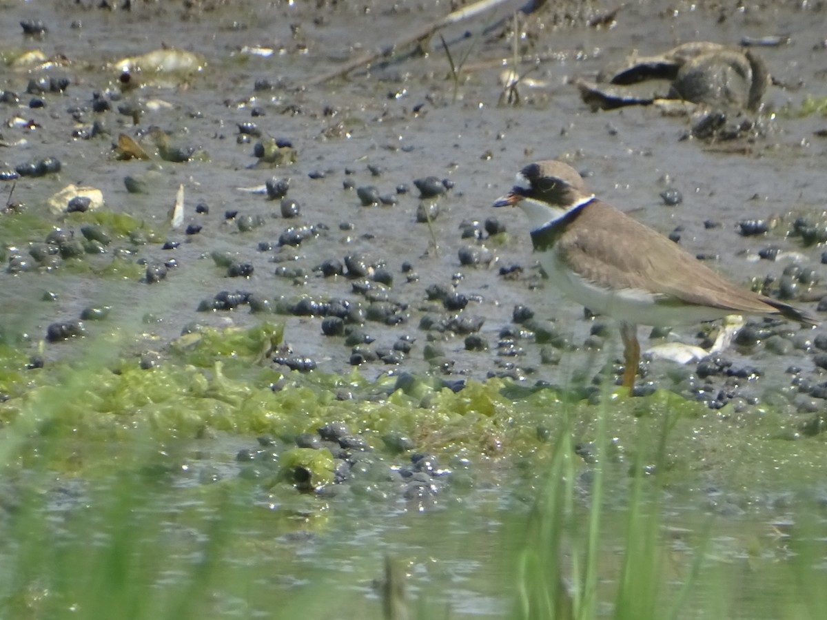 Semipalmated Plover - ML618735110