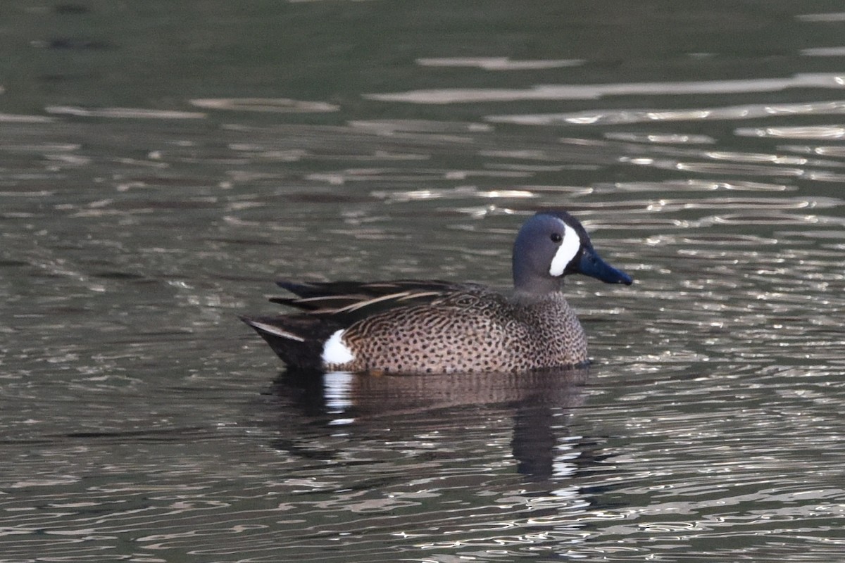 Blue-winged Teal - ML618735111